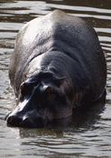 Hippopotame paisible dans l'eau tranquille